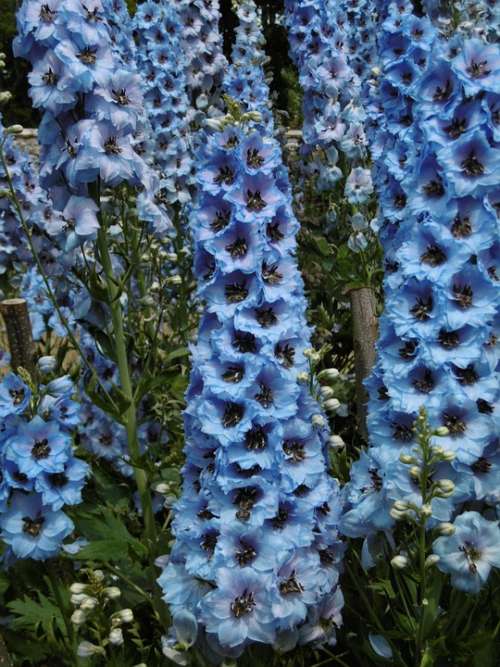 Blue Nature Blossom Plant Summer Flowers Flora