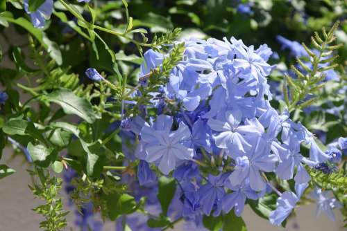 Blue Flowers Periwinkle Bloom Spring Nature