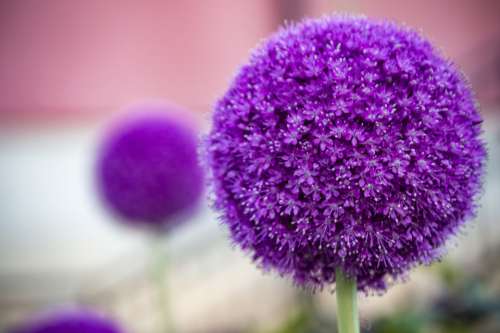 Bolltistel Ball Flower Purple Plant Violet
