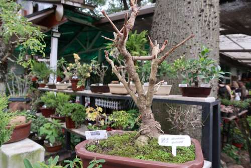 Bonsai Plant Tree Small Nature Art Botany Garden