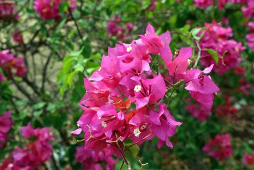 Bouganvilla Summer Bougainvillea Mediterranean