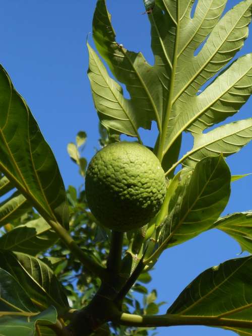 Breadfruit Fruit Exotic Tree Green Tropical Food