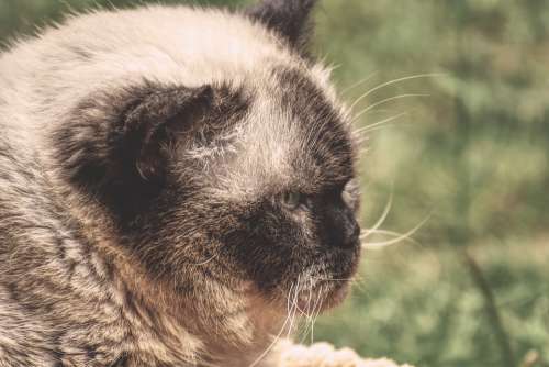 British Shorthair Cat Cute Domestic Cat Mieze