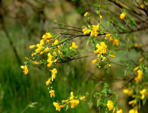 Broom Flowers Spring Bush Branches Yellow Flora