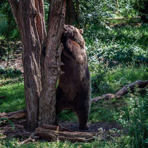 Brown Bear In A Tree Brown Bear Forest Bear Brown