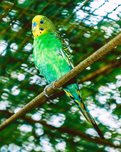 Budgie Bird Parakeet Parrot Nature Pets Parakeets