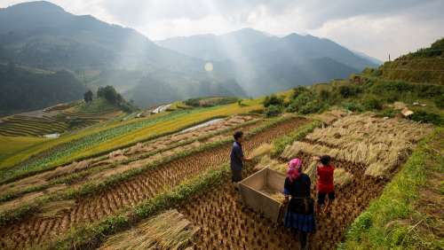 Buffalo Farmer Water Thai Rice Field Thailand