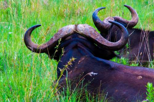 Buffalo Wildlife Mammal Pair Wild Wilderness