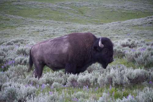 Buffalo Bison Yellowstone Wyoming