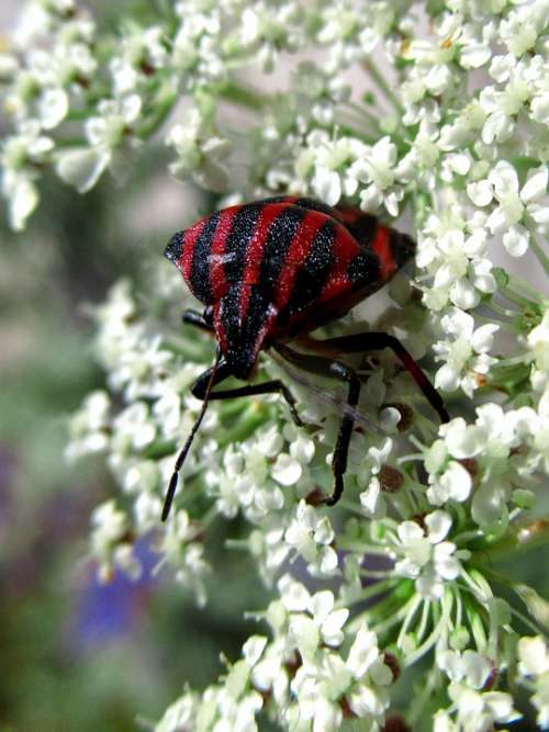 Bug Insect Flower Red Garden Macro Graphosoma