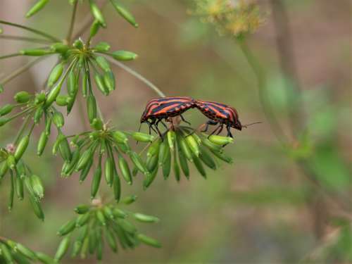 Bugs Stripes Bugs Insect Nature Close Up Beetle