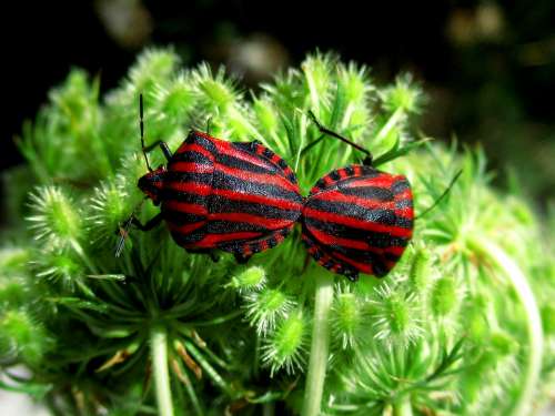Bugs Insects Pair Flower Red Graphosoma