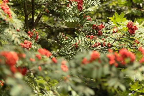 Bunches Of Rowan Rowan Autumn Green Tree Nature