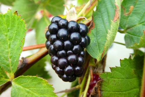 Burr Blackberries Fruits Healthy Delicious