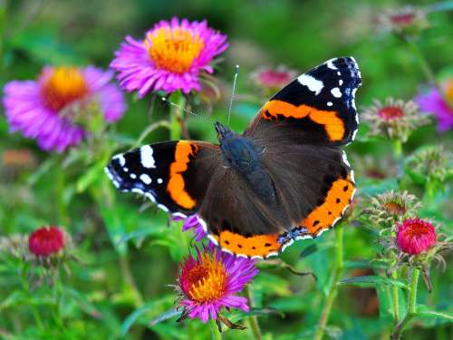 Butterfly Colorful Meadow Insect Admiral