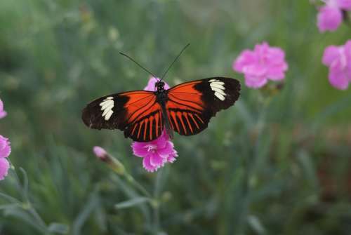 Butterfly Heliconius Melpomene Central America