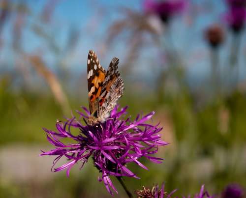 Butterfly Flower Nature Insect Animal Summer