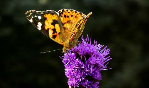 Butterfly Insect Latria Kłosowa Flower Macro Wings