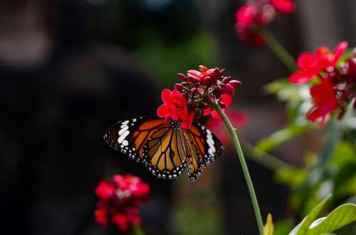 Butterfly Nature Flower Summer Wings Insects