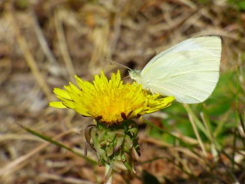 Butterfly Yellow Wildflower Insect Nature Animal