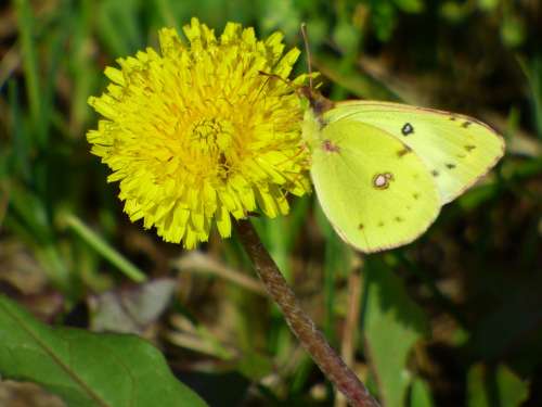 Butterfly Lemon Yellow Nature Summer Wing Color