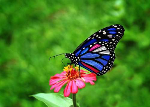 Butterfly Wing Blue Flower Spring Insects Beauty