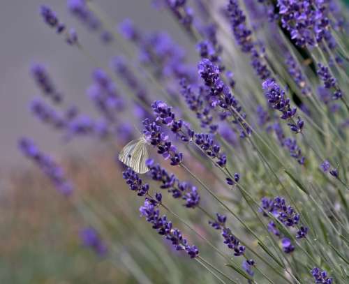 Butterfly Cabbage White Bug Summer Nature Wing