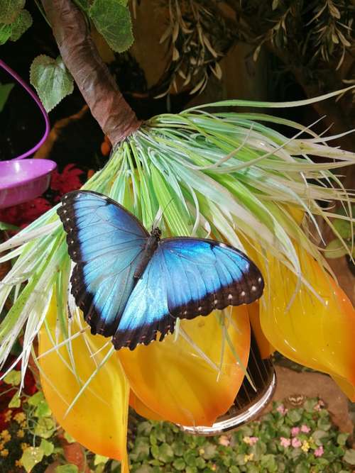 Butterfly Blue Insect Animal Wings Butterflies