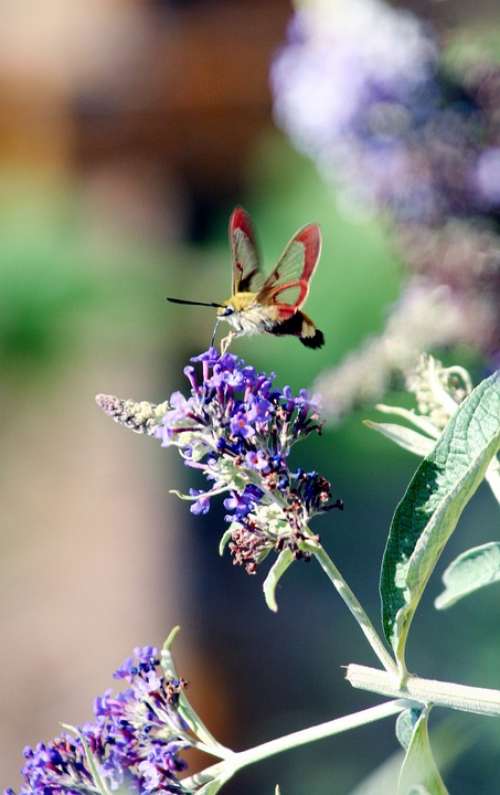 Butterfly Hummingbird Moro Sphinx Garden Nature