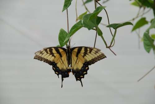 Butterfly Monarch Wings