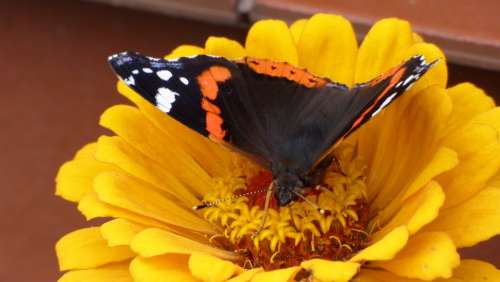 Butterfly Yellow Flower Summer