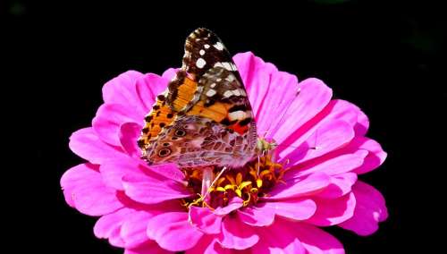 Butterfly Insect Flower Zinnia Pink Nature Wings