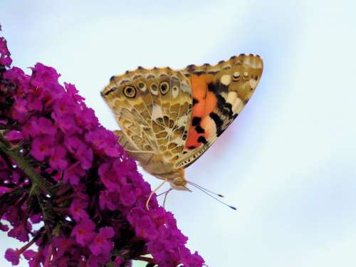 Butterfly Vanessa Cardui Insect Nature Blossom