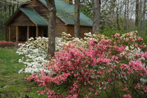 Cabin Smoky Mountains Spring Blossoms Tennessee
