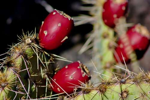 Cactus Prickly Pears Close Up Prickly Pear