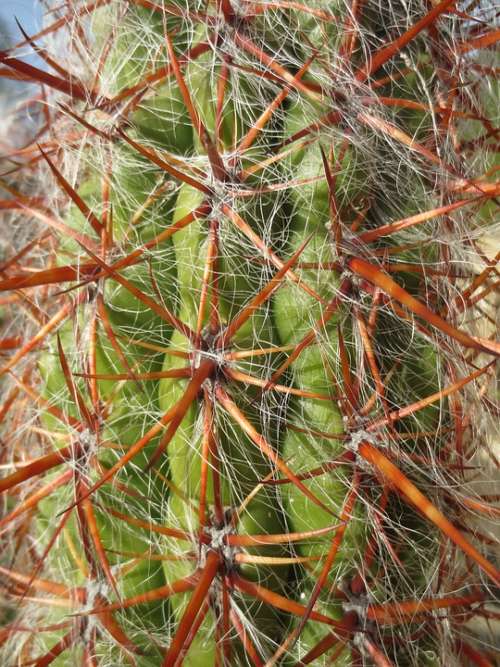 Cactus Spines Spikes Sharp Succulent Flora Plant