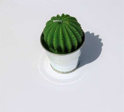 Cactus Candle Candle Green Cacti Cactus In Plant Pot