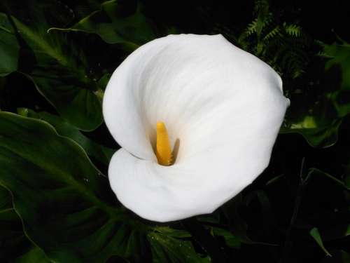 Calla White Flower Garden Blossom Bloom
