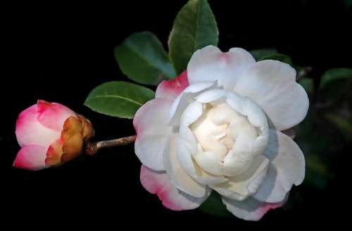 Camellia Flower White Pink Bud Stem Garden Nature