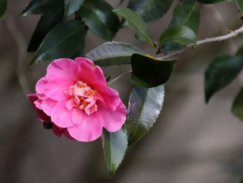 Camellia Pink Winter Bloom Stamens Garden Nature