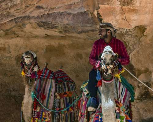 Camels Camelliers Al Siq Canyon Heat Summer