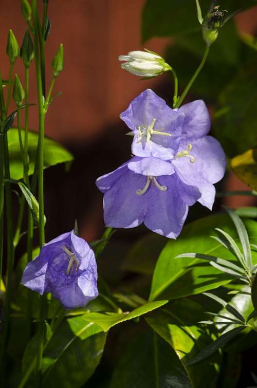 Campanula Flower Garden Plant Violet Purple
