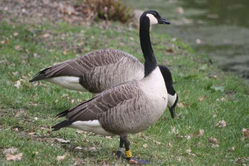 Canada Geese Animals Waterfowl Pair Hh