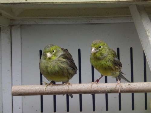 Canary Green Cage Ave Feathers