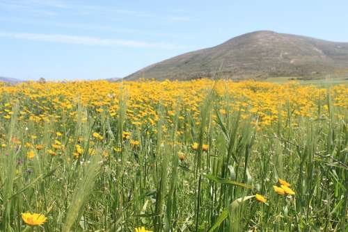 Cape Angela Tunisia Green Field Taken With