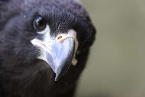 Caracara Falkland Caracara Bird New World Vultures
