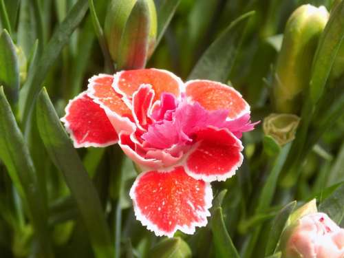 Carnation Red Flower Ornamental Plant Flower Garden