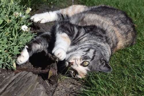 Cat Mieze Pet Domestic Cat Animal Garden Relaxed