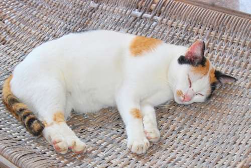 Cat Sleeping Lazy Wood Pet