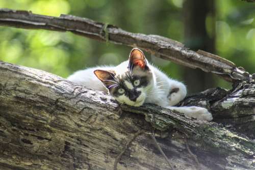 Cat Nature Predator Animal Feline Skins Wild